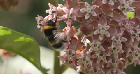 Bee pollinating a light pink flower backlit by the sun Stock Footage 278828463