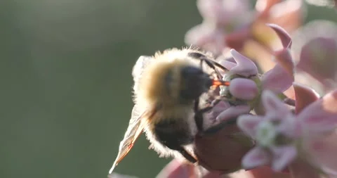 Bee pollinating a light pink flower backlit by the sun Stock Footage 278828685