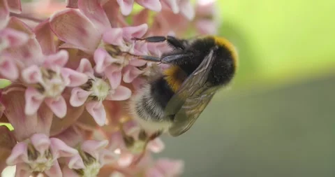 Bee pollinating a light pink flower Stock Footage 278829204