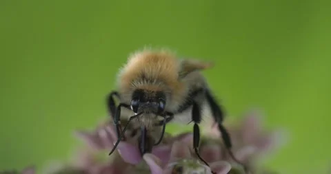 Bee pollinating a light pink flower Stock Footage 278829209