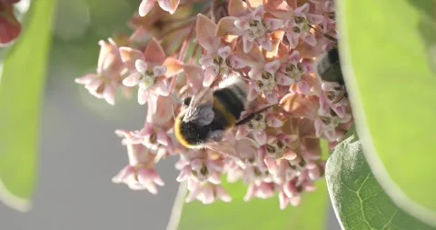 Bee pollinating a light pink flower backlit by the sun Stock Footage 278829514