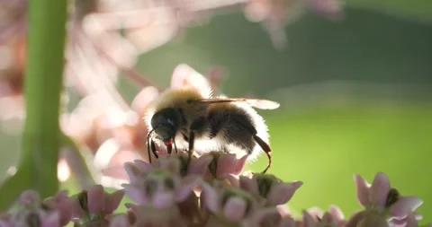 Bee pollinating a light pink flower backlit by the sun Stock Footage 278829545