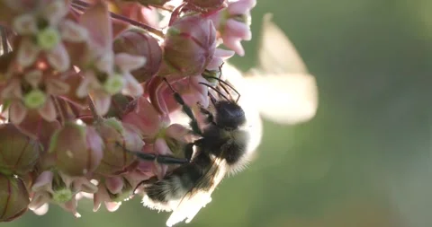 Bee pollinating a light pink flower backlit by the sun Stock Footage 278829765