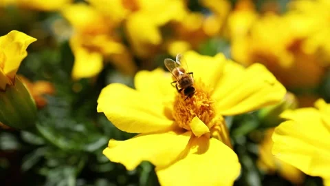 Bee Pollinating Marigold in Piedmont Vídeo Stock 303944183