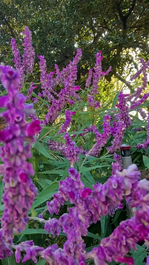 Bee Pollinating Mexican Bush Sage Stock Footage 304846739