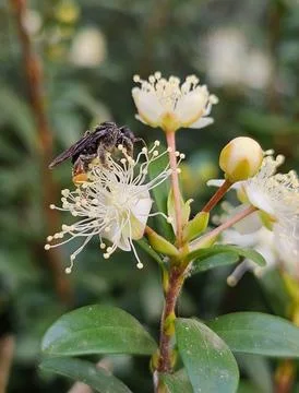 Bee pollinating a myrtle flower Stock Photos