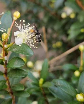 Bee pollinating a myrtle flower Stock Photos