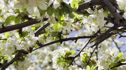 Bee Pollinating in Oklahoma March 14th 2024 Stock Footage 268443296
