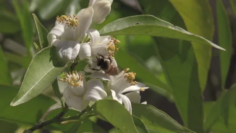 Bee pollinating orange blossoms in spring and then fly away Stock Footage 169027314