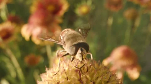 Bee pollinating orange flower in the green garden Stock Footage 133630320