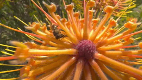 Bee pollinating an orange pincushion protea in close-up Video stock 347739720