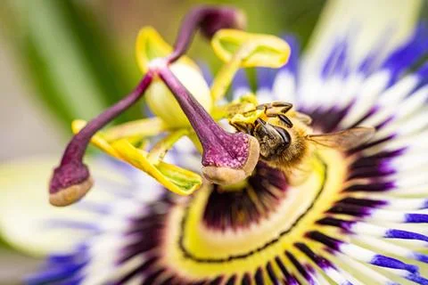 A bee pollinating a passionflower up close, displaying natures intricate d... Stock Photos