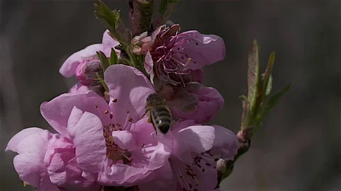 Bee pollinating peach tree flowers Stock Footage 81147220