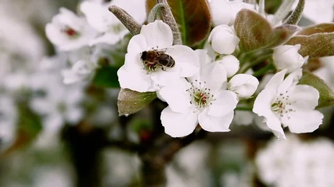 Bee pollinating pear flower Stock Footage 75767526
