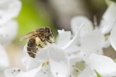 Bee pollinating Stock Photos