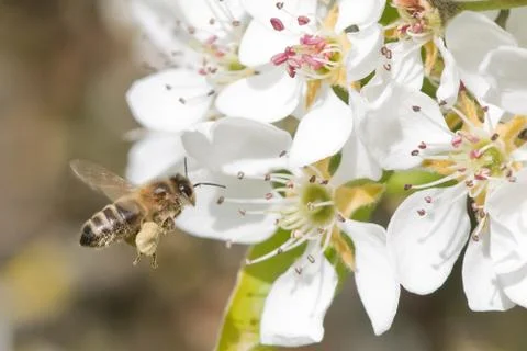 Bee pollinating Stock Photos