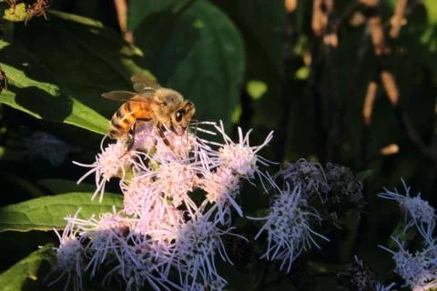 Bee pollinating Stock Photos