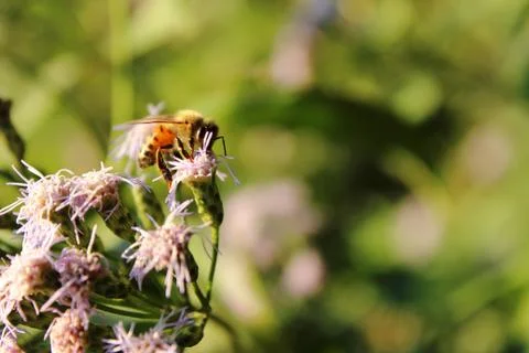 Bee pollinating Stock Photos