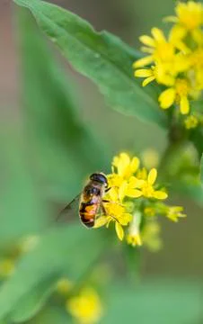 Bee pollinating Stock Photos