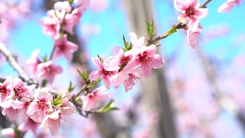 Bee Pollinating, Pink Blossom Tree, Blossom Train, 4K 库存影片 105155304