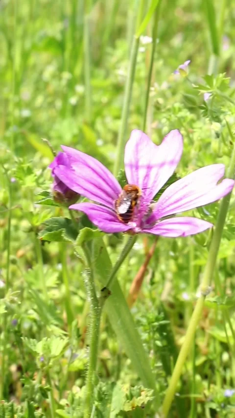 Bee Pollinating Pink Cosmos Flower Natural Pollination Process Video stock 310602815