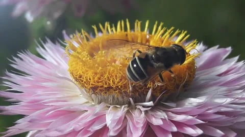 Bee Pollinating Pink Flower Close Up Видео 345639647