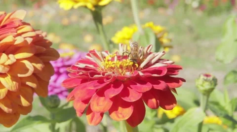 Bee Pollinating Pink Flower Video stock 42878842