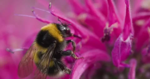 Bee pollinating a pink flower Stock Footage 278829543
