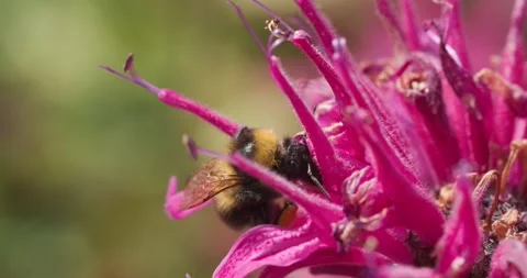 Bee pollinating a pink flower Stock Footage 278829997