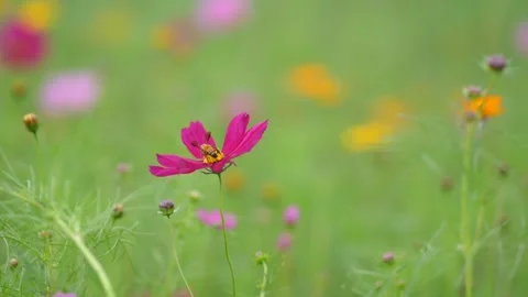 Bee Pollinating Pink Flower in Green Meadow Video stock 309978748