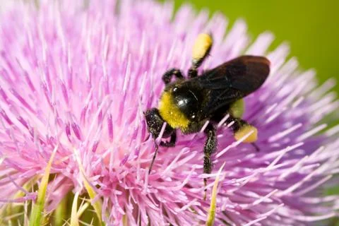 Bee pollinating a pink flower Foto stock