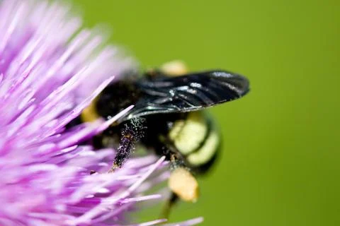 Bee pollinating a pink flower Stock Photos