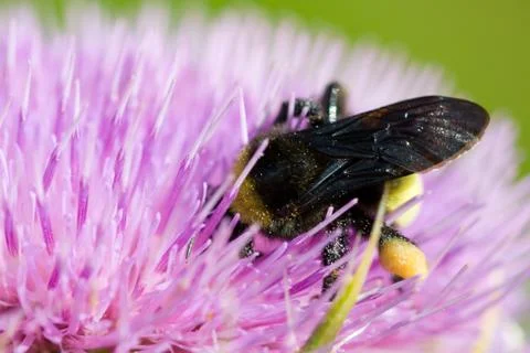 Bee pollinating a pink flower Foto stock