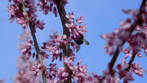 Bee pollinating pink flowers and flying. 4k60p Stock Footage 131107991