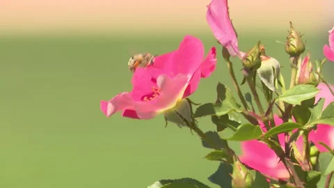 Bee Pollinating Pink Rose Stock Footage 247267711