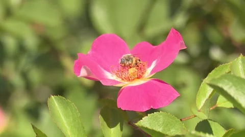Bee Pollinating Pink Rose Stock Footage 247267715
