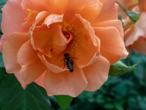 Bee pollinating a pink rose Stock Photos