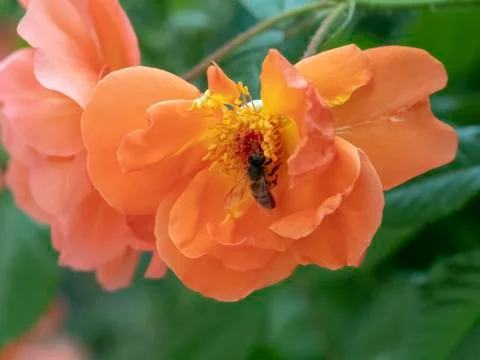 Bee pollinating a pink rose Stock Photos