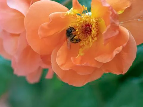 Bee pollinating a pink rose Stock Photos