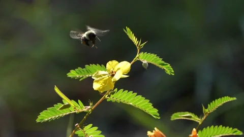 Bee Pollinating Plant Stock Footage 167521161