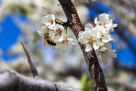 A bee pollinating plum blossoms in spring Stock Photos