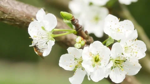 Bee pollinating plum tree flowers in blossom Vidéo 271379560