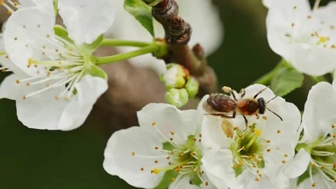Bee pollinating plum tree flowers in blossom 库存影片 271379956