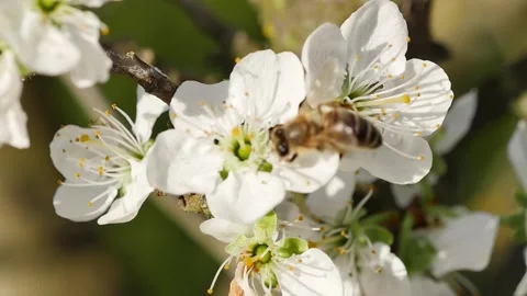 Bee pollinating plum tree flowers in blossom Vidéo 271580259