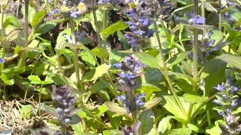 Bee pollinating purple ajuga flowers in spring garden Stock Footage 336508064