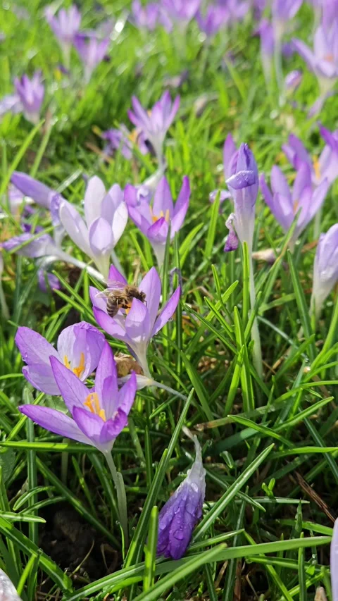 Bee Pollinating Purple Crocus Flowers in Spring Meadow Stock Footage 304790213