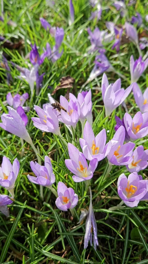 Bee Pollinating Purple Crocus Flowers in Spring Meadow Stock Footage 304790625