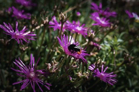 Bee Pollinating Purple Daisies Stock Photos