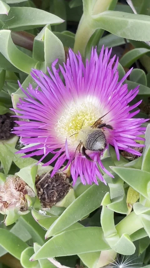 Bee Pollinating Purple Flower Close Up Nature Ecology Concept Footage Vídeo Stock 333782480
