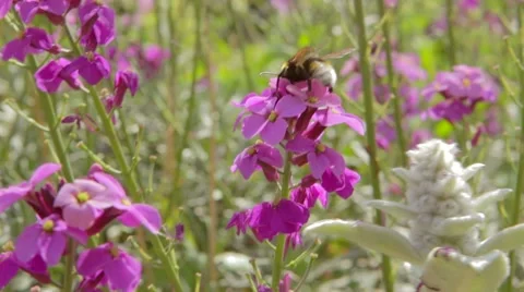 Bee pollinating purple flower 스톡 동영상 55819985